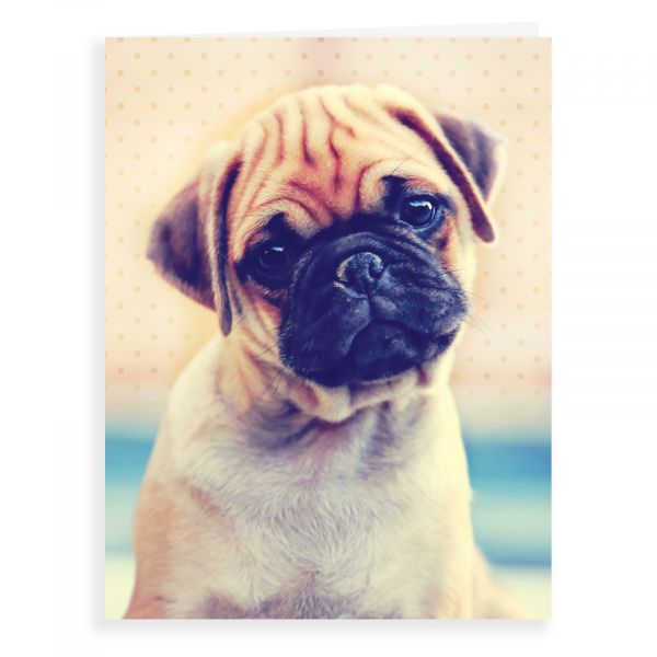 Blank Card, Pug